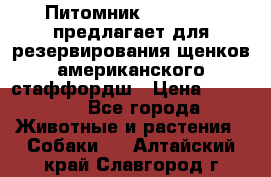 Питомник KURAT GRAD предлагает для резервирования щенков американского стаффордш › Цена ­ 25 000 - Все города Животные и растения » Собаки   . Алтайский край,Славгород г.